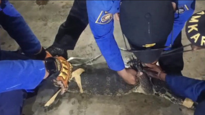 Biawak Raksasa 1,5 Meter Masuk Rumah Warga Jombang, Evakuasi Berlangsung Dramatis