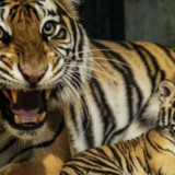 Huru Seekor Anak Harimau Benggala Mati di Kebun Binatang Bandung