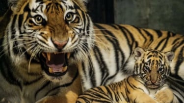 Huru Seekor Anak Harimau Benggala Mati di Kebun Binatang Bandung
