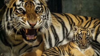 Huru Seekor Anak Harimau Benggala Mati di Kebun Binatang Bandung