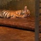 Induk Harimau di Kebun Binatang Bandung Terinfeksi Virus, Satu Anak Harimau Meninggal Dunia