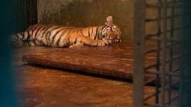 Induk Harimau di Kebun Binatang Bandung Terinfeksi Virus, Satu Anak Harimau Meninggal Dunia