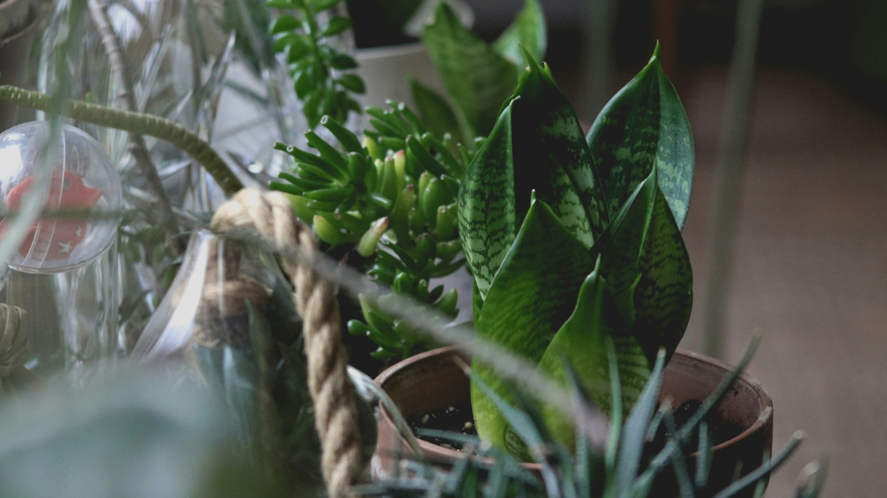 5 Tanaman Hias yang Bikin Udara di Rumah Makin Sehat, Mudah Ditemukan dan Gampang Dirawat
            - galeri foto