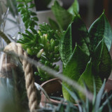 5 Tanaman Hias yang Bikin Udara di Rumah Makin Sehat, Mudah Ditemukan dan Gampang Dirawat