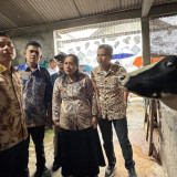 Gibran Tinjau Peternakan Sapi di Boyolali, Dorong Ada Hilirisasi Industri