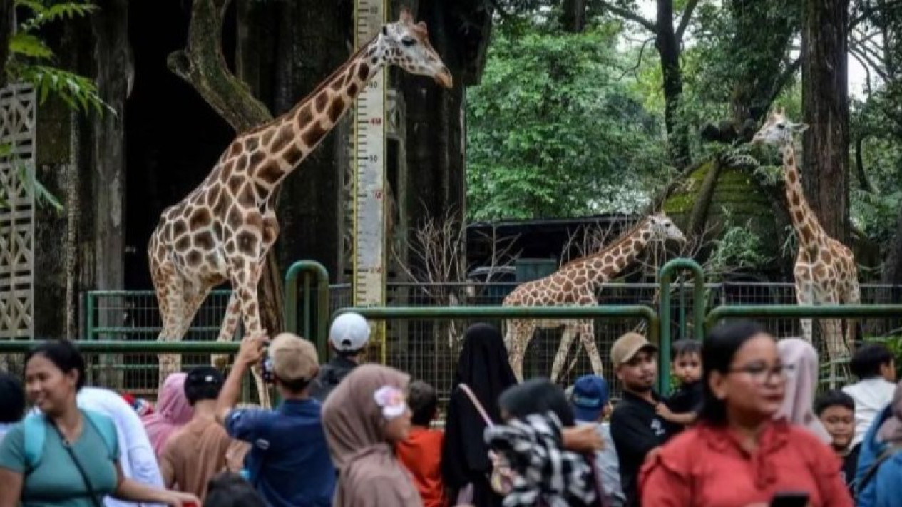 Wisatawan Ragunan Tembus 353 Ribu Orang Selama Libur Lebaran 2026
            - galeri foto