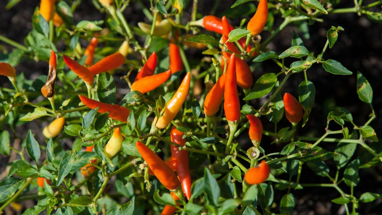 Cara Menanam Cabai Rawit di Pot atau Ember Bekas, Subur dan Berbuah Lebat, Cocok untuk Pemula
            - galeri foto