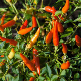 Cara Menanam Cabai Rawit di Pot atau Ember Bekas, Subur dan Berbuah Lebat, Cocok untuk Pemula