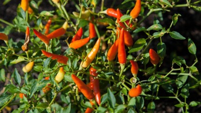 Cara Menanam Cabai Rawit di Pot atau Ember Bekas, Subur dan Berbuah Lebat, Cocok untuk Pemula