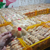 Dorong Peningkatan Pendapatan, MBG Jadi Berkah untuk UMKM