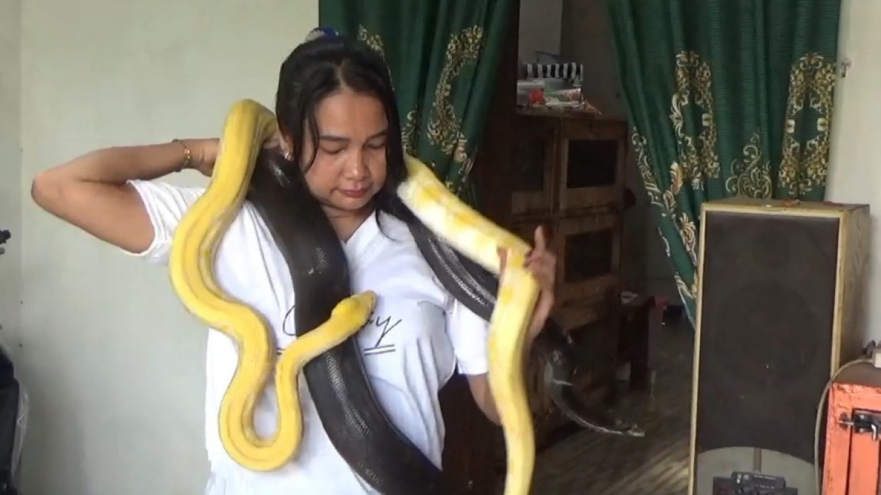 Satu Keluarga di Jombang Hidup Bersama Belasan Ular Piton, Berawal dari Hobi Jadi Sumber Cuan
            - galeri foto