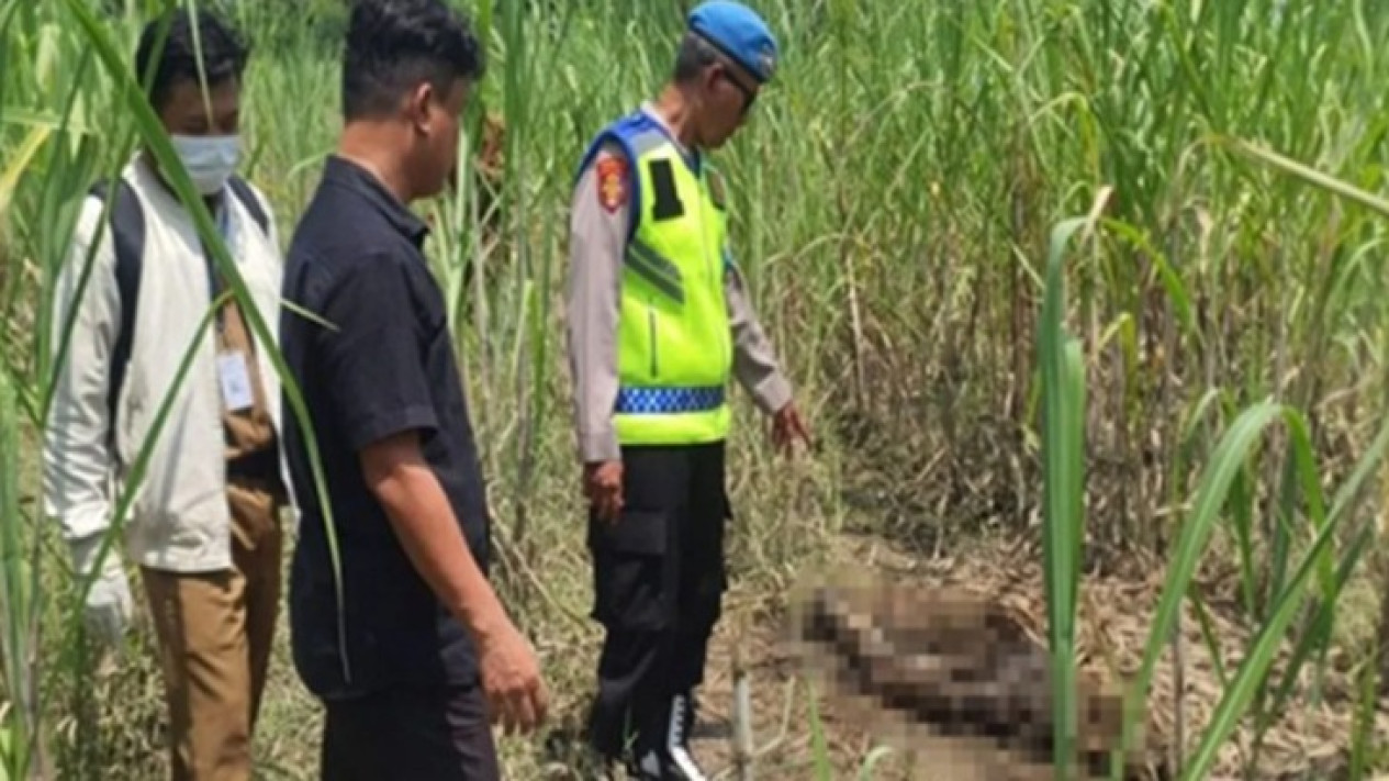 Kerangka Manusia Ditemukan di Lahan Tebu Pemalang, Pakaian Masih Utuh
            - galeri foto