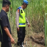 Kerangka Manusia Ditemukan di Lahan Tebu Pemalang, Pakaian Masih Utuh
