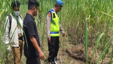 Kerangka Manusia Ditemukan di Lahan Tebu Pemalang, Pakaian Masih Utuh