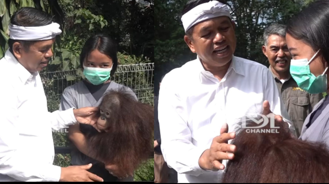 Ada Kabar Gembira, Gubernur Dedi Mulyadi Pastikan Masalah Kebun Binatang Bandung 90 Persen Selesai
            - galeri foto