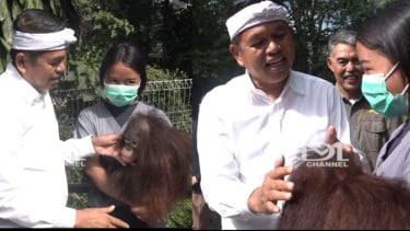 Ada Kabar Gembira, Gubernur Dedi Mulyadi Pastikan Masalah Kebun Binatang Bandung 90 Persen Selesai