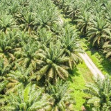 Pengamat: Ilustrasi Mentan Soal Kuatnya CPO Indonesia Bukan Bermaksud Bandingkan Selat Hormus di Iran