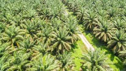 Pengamat: Ilustrasi Mentan Soal Kuatnya CPO Indonesia Bukan Bermaksud Bandingkan Selat Hormus di Iran