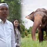 Keinginan Gubernur Dedi Mulyadi Bawa Gajah Sumatera ke Bandung Zoo Disorot Keras oleh Melanie Subono: Gak Ideal