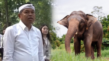 Keinginan Gubernur Dedi Mulyadi Bawa Gajah Sumatera ke Bandung Zoo Disorot Keras oleh Melanie Subono: Gak Ideal