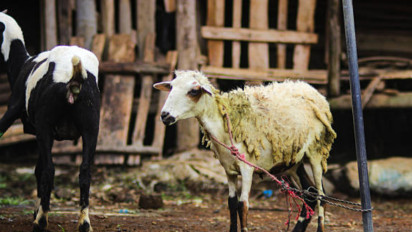 Akses Pemerataan Diperluas, Distribusi Qurban Tak Lagi Terpusat, Kini Mulai Menjangkau Wilayah Pelosok