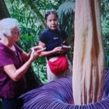 Bunga Bangkai Mekar Sempurna di Agam Sumbar, Jadi Buruan Turis Mancanegara