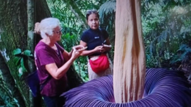 Bunga Bangkai Mekar Sempurna di Agam Sumbar, Jadi Buruan Turis Mancanegara
