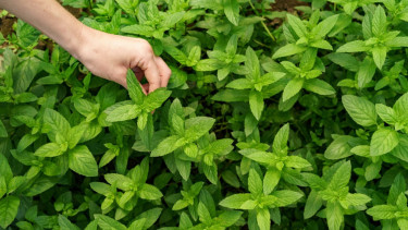 Kemangi Tak Sekadar Lalapan, Kini Jadi Andalan Skincare: Ini Kandungan dan Inovasi Terbarunya di Industri Kecantikan