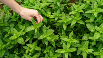 Kemangi Tak Sekadar Lalapan, Kini Jadi Andalan Skincare: Ini Kandungan dan Inovasi Terbarunya di Industri Kecantikan