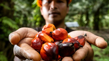 Riset Sawit Didorong Lebih Inovatif, Dukungan BPDP Dinilai Kunci Kemajuan Industri