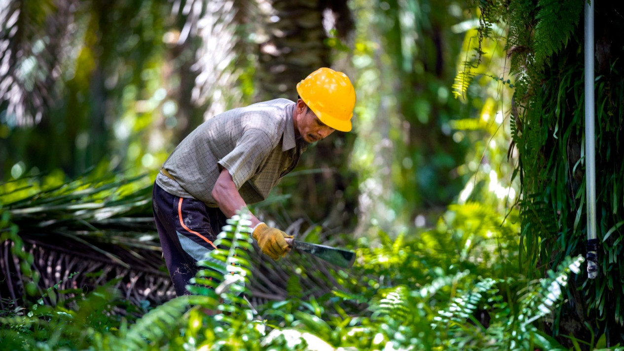 BPDP Didorong Perkuat SDM Sawit, Apkasindo: Kunci Utama Daya Saing Industri Nasional
            - galeri foto