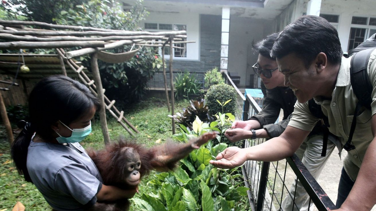 Bandung Zoo Jalani Pemeriksaan Kesehatan Satwa Bersama Vantara India, Pemkot Bandung Targetkan Standar Animal Welfare Internasional
            - galeri foto