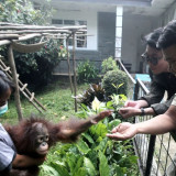 Bandung Zoo Jalani Pemeriksaan Kesehatan Satwa Bersama Vantara India, Pemkot Bandung Targetkan Standar Animal Welfare Internasional