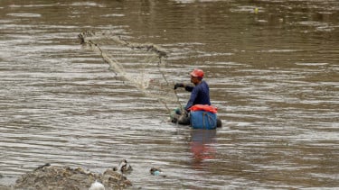 Tak Cuma di Kali Depan Plaza Indonesia, Pramono Minta Ikan Sapu-Sapu di Seluruh Jakarta Dimusnahkan