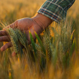 Apakah Pertanian Regeneratif Berbasis Teknologi AI Bisa Jadi Masa Depan Pertanian Indonesia?