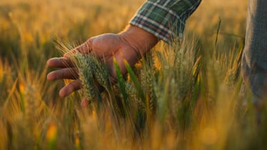 Apakah Pertanian Regeneratif Berbasis Teknologi AI Bisa Jadi Masa Depan Pertanian Indonesia?