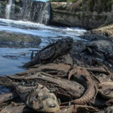 5 Bahaya Mengonsumsi Ikan Sapu-Sapu: Berpotensi Keracunan hingga Kontaminasi Logam Berat