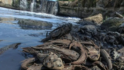 5 Bahaya Mengonsumsi Ikan Sapu-Sapu: Berpotensi Keracunan hingga Kontaminasi Logam Berat