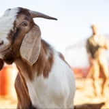 Kurban Kambing atau Sapi, Mana yang Paling Utama? Ini Kata Ulama