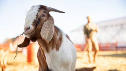 Kurban Kambing atau Sapi, Mana yang Paling Utama? Ini Kata Ulama