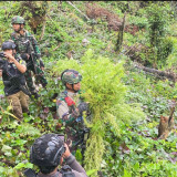 Perintah Presiden Dijalankan Cepat, TNI Bongkar Ladang Ganja di Papua dan Perkuat Komitmen Berantas Narkoba