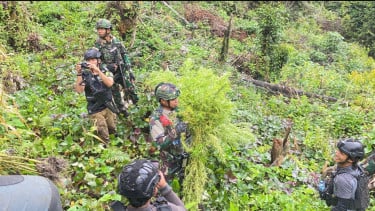 Perintah Presiden Dijalankan Cepat, TNI Bongkar Ladang Ganja di Papua dan Perkuat Komitmen Berantas Narkoba