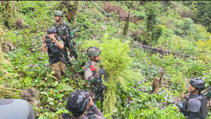 Perintah Presiden Dijalankan Cepat, TNI Bongkar Ladang Ganja di Papua dan Perkuat Komitmen Berantas Narkoba