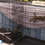 Sindikat Penyelundupan Komodo Terbongkar di Surabaya, Dijual hingga Rp500 Juta per Ekor