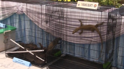 Sindikat Penyelundupan Komodo Terbongkar di Surabaya, Dijual hingga Rp500 Juta per Ekor
