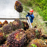 Transformasi Industri Sawit: Limbah Jadi Produk Bernilai Tinggi, Ekonomi Sirkular Kian Didorong