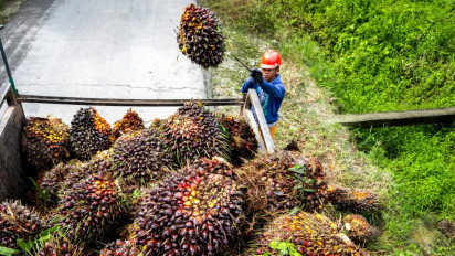Transformasi Industri Sawit: Limbah Jadi Produk Bernilai Tinggi, Ekonomi Sirkular Kian Didorong