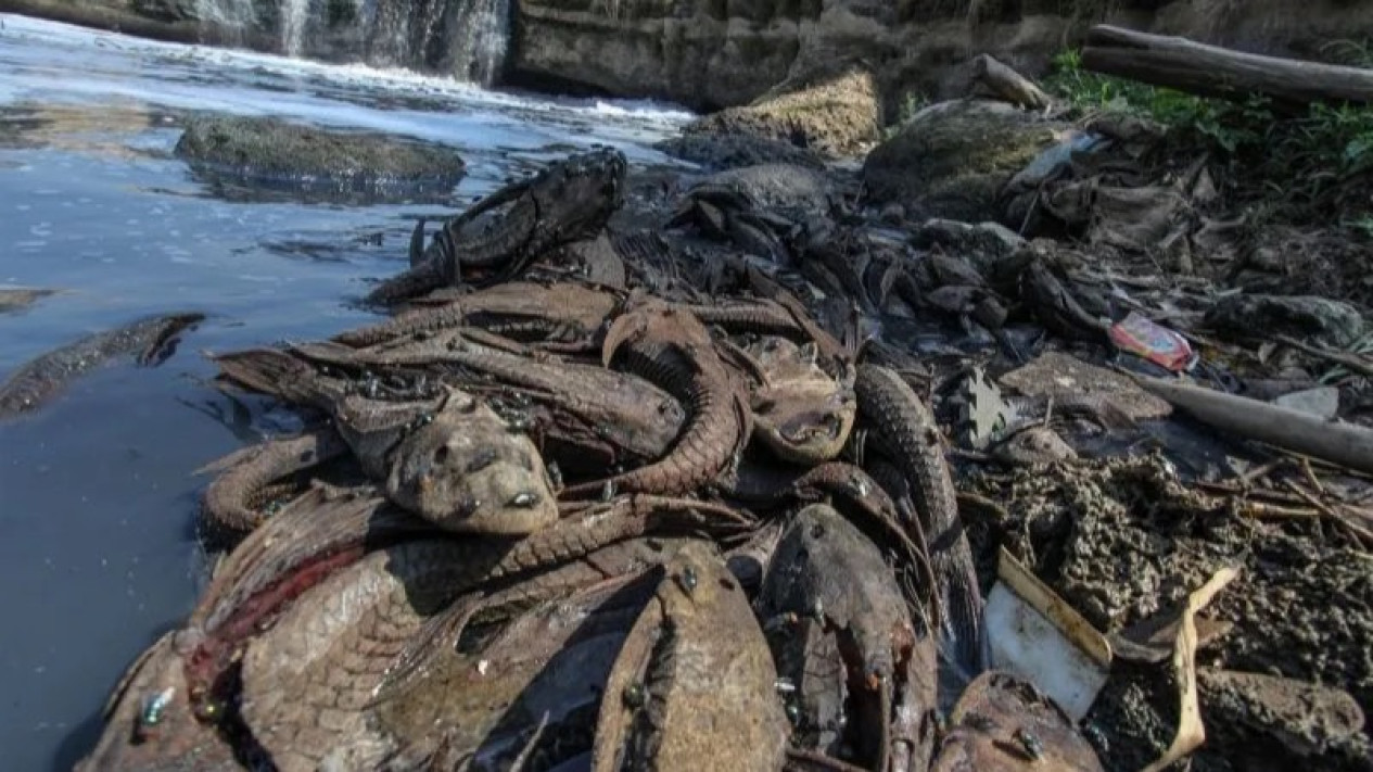 Digelar Jumat Besok, Ini Daftar 5 Lokasi Operasi Penangkapan Ikan Sapu-sapu
            - galeri foto