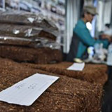 Petani Tembakau Madura Sampaikan Solusi Tritura Guna Merespons Persoalan Rokok Ilegal