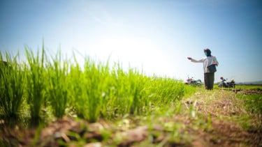 Ekspor Pertanian Melonjak 28 Persen, Begini Sinyal Kuat Ketahanan Pangan Indonesia